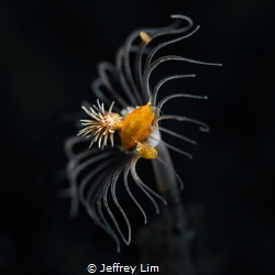Amphipods on a coral flower by Jeffrey Lim 